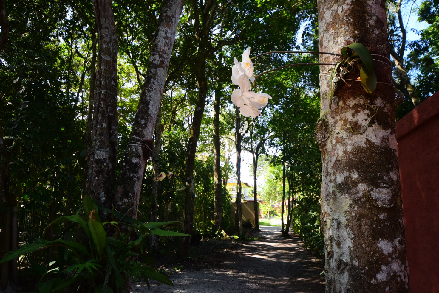 -_476_50 entrada.jpg